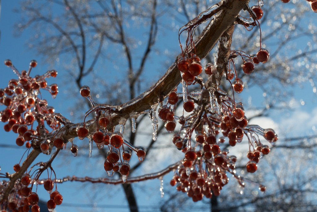 Frozen cherry tree by Jeffrey Kerekes, New Haven, CT